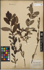 Foto von Salix purpurea L. x Salix silesiaca Willd.